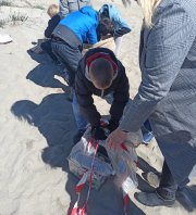 Ramassage de déchets sur la plage de Canet-en-Roussillon